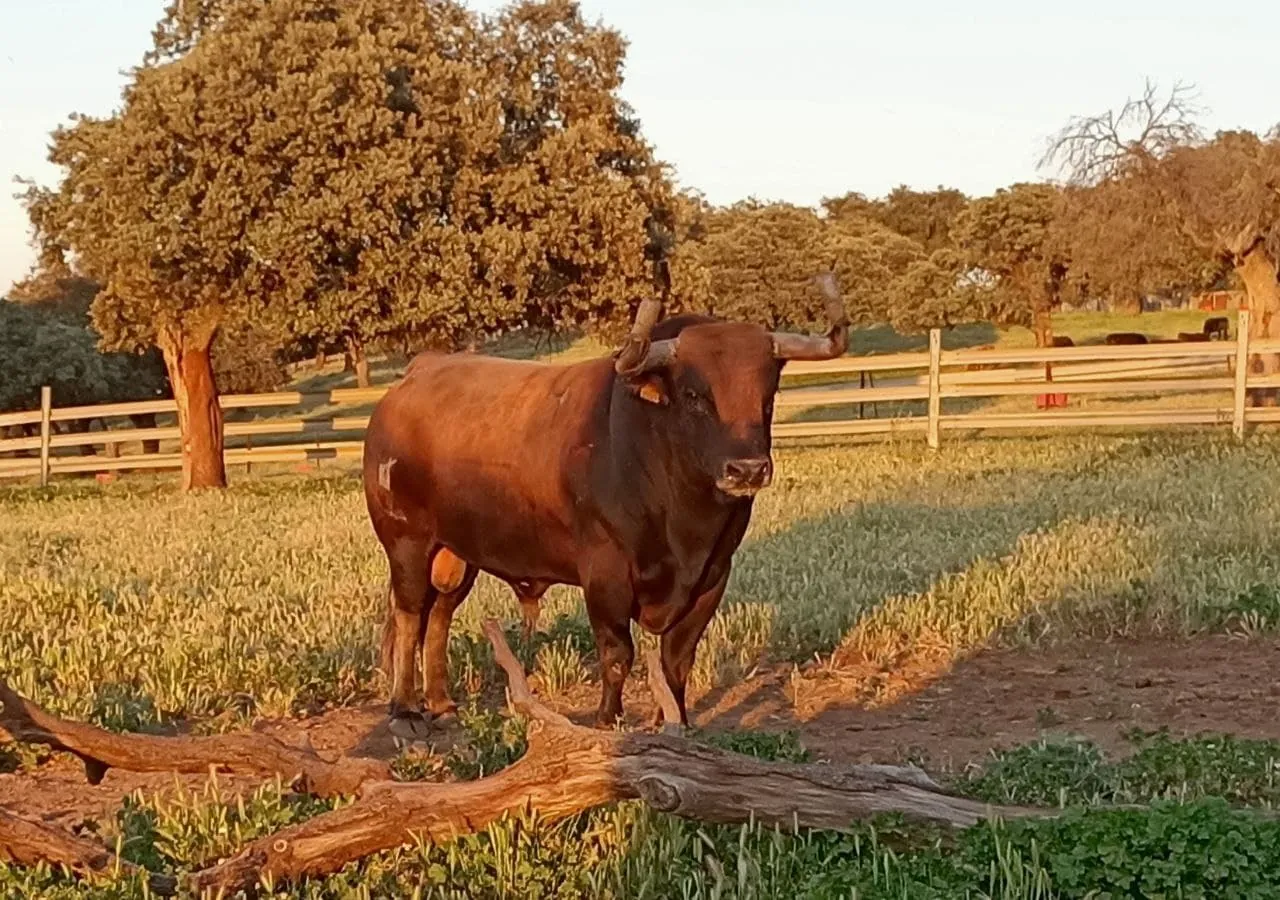 Un toro da combattimento in un allevamento della provincia di Jaén, fermo sull'erba accanto a una staccionata di legno sotto le querce da sughero al tramonto
