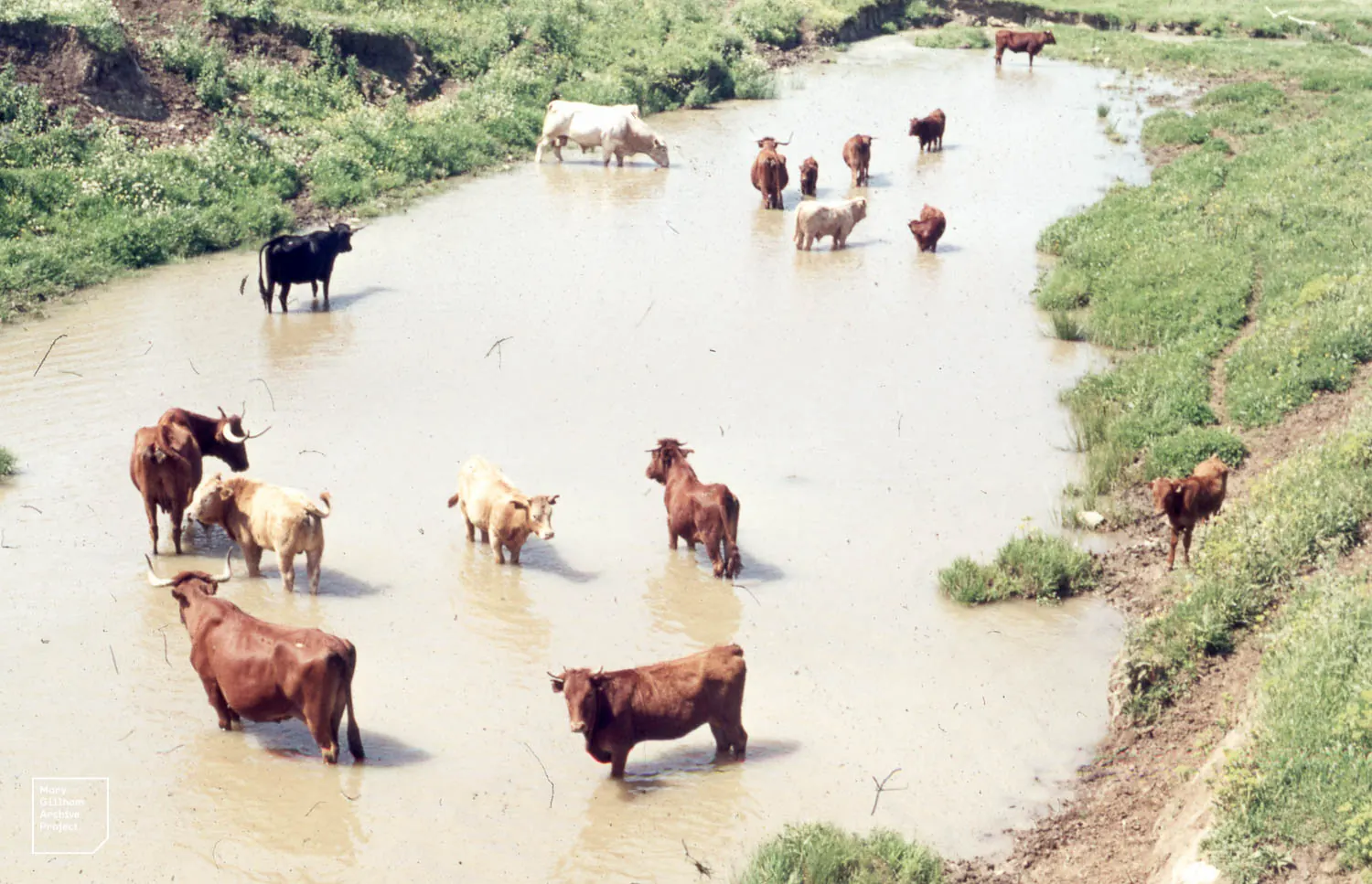Una mandria riproduttrice di tori da combattimento immersa in acque basse vicino a Tarifa, in provincia di Cádiz
