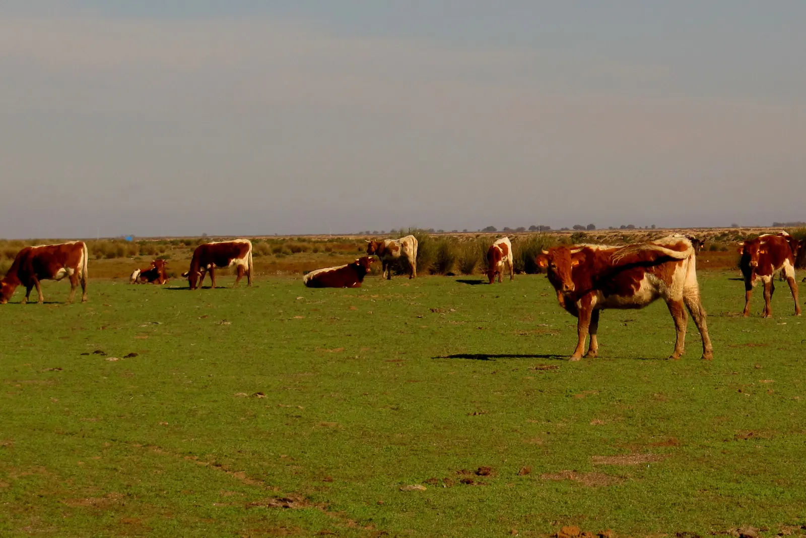 Bovini rosso-bruni al pascolo su un'ampia prateria verde paludosa vicino a Sanlúcar de Barrameda, in provincia di Cádiz